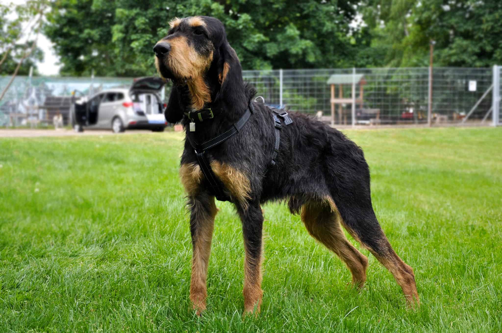 Cowboy Griffon Bleu de Gascogne vom Bergischen Geläut